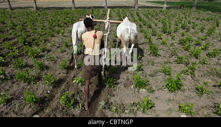 Extraction d'un agriculteur de mauvaises herbes plantation l'Andhra Pradesh en Inde du Sud Banque D'Images