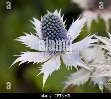 Eryngium giganteum Mlle Philpott's Ghost Banque D'Images