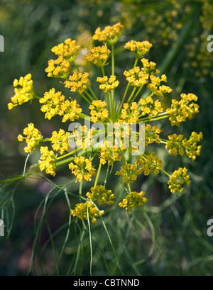 Ferula Communis (Fenouil géant) Banque D'Images