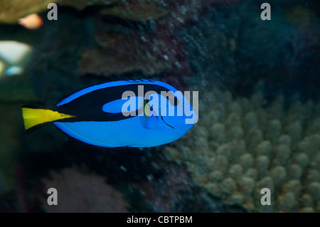 Espèces de poissons tropicaux maintenus en aquarium de mer, Anaheim, États-Unis Banque D'Images