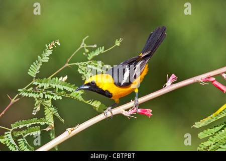 L'Oriole à capuchon Icterus cucullatus Amado, dans le comté de Santa Cruz, Arizona, United States 3 mâles adultes juin Icteridae Banque D'Images