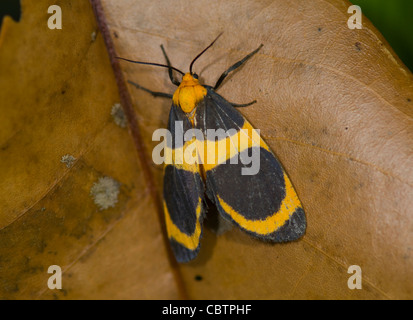 Papillon noir et jaune, le Costa Rica Banque D'Images