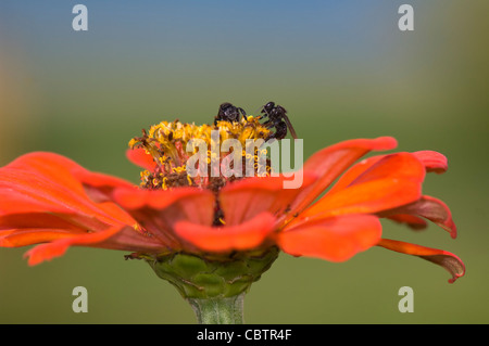 Les abeilles sans dard (Trigona fulviventris), Costa Rica Banque D'Images