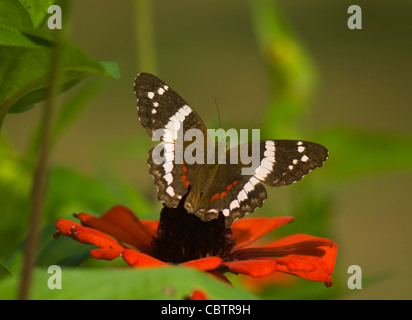 Brown Peacock (Anartia fatima), Costa Rica Banque D'Images