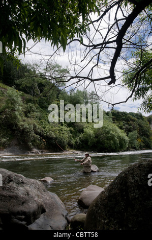 Un pêcheur de mouche bénéficie de l'action de la truite sur une magnifique petite rivière de la Nouvelle-Zélande dans la région du lac Taupo sur l'Île du Nord Banque D'Images