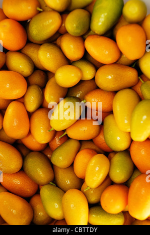 Kumquat (Fortunella japonica). Banque D'Images