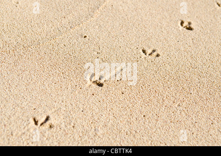 Les Bermudes. Les voies d'une Tournepierre à collier (Arenaria interpres), Église Bay Park, aux Bermudes. Banque D'Images