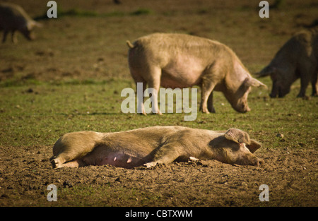 Le cochon féminin dormait dans un champ sous le soleil d'été, les autres se nourrissant au loin.Yorkshire du Nord.ROYAUME-UNI Banque D'Images