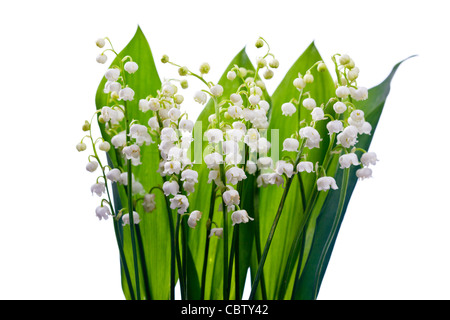 Bouquet de muguet Banque D'Images