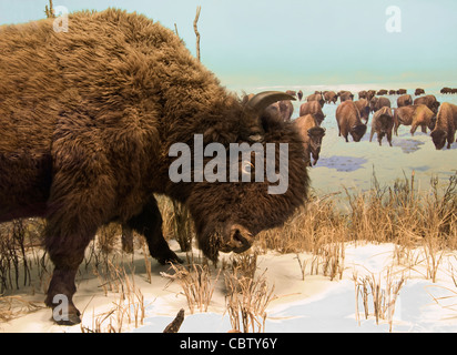 Le bison a entendu dans le nord du paysage canadien. Banque D'Images