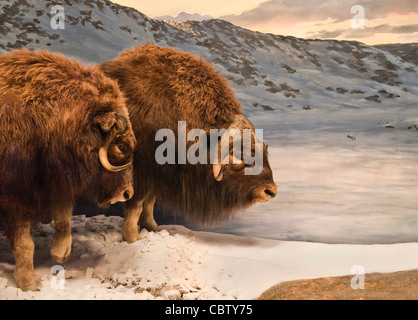 Un duo de boeufs musqués dans le nord de la région des montagnes. Banque D'Images