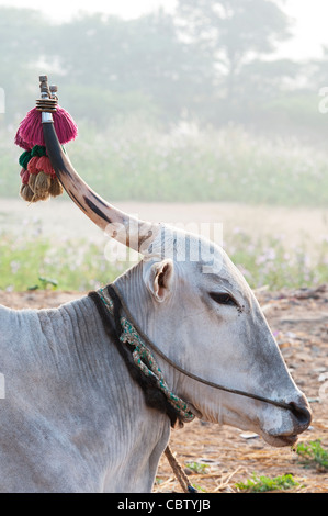 Bos primigenius indicus . Zébu indiennes / la butte de bétail avec des décorations et de l'avertisseur sonore des cloches. L'Andhra Pradesh, Inde Banque D'Images