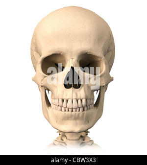 Très détaillé et scientifiquement correctes, crâne humain, vue de face. Anatomie de l'image. Chemin de détourage inclus. Banque D'Images
