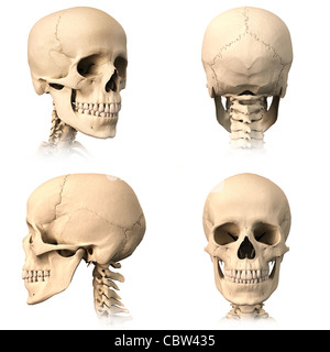 Très détaillé et scientifiquement correctes crâne humain. Trois projections orthogonales, plus de vue, sur fond blanc. Banque D'Images