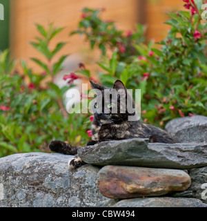 Chat Calico chaton yeux vert Banque D'Images