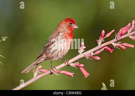 Roselin familier Carpodacus mexicanus Amado, dans le comté de Santa Cruz, Arizona, United States 3 mâles adultes Juin Banque D'Images