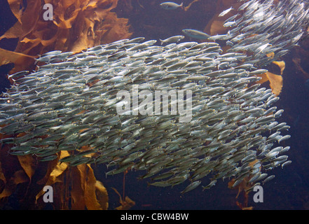 Sardine du Pacifique Sardinops sagax California, United States 22 avril École de sardines. Clupeidae Banque D'Images