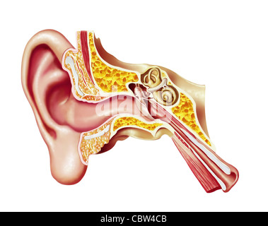 Schéma en coupe de l'oreille humaine. Illustration de l'anatomie. Banque D'Images