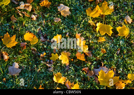 Les feuilles d'automne, certains couverts de givre, qui sont tombés sur de l'herbe, England, UK Banque D'Images