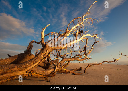 Arbre généalogique échoués sur la plage de Punta Chame, la côte Pacifique, la province de Panama, République du Panama. Banque D'Images