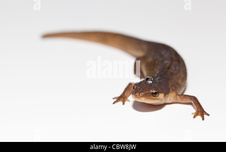 Commune : lisse ou Newt Lissotriton (anciennement Triturus vulgaris) avec goutte d'eau sur la tête Banque D'Images