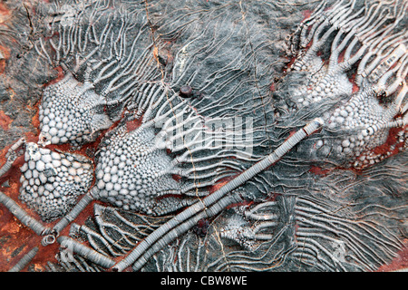 Scyphocrinus elegans, lily mer fossile, crinoïde Banque D'Images