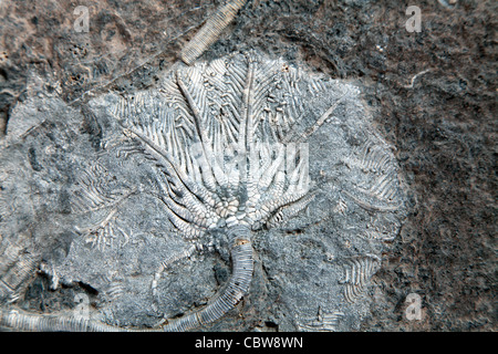 Scyphocrinus elegans, lily mer fossile, crinoïde Banque D'Images