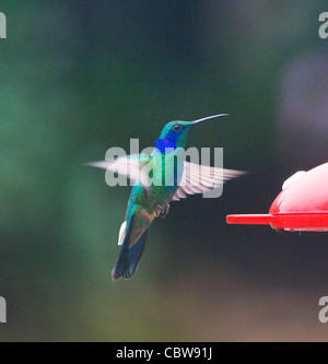 Green Violet-Colibri thalassinus (oreille), Costa Rica Banque D'Images