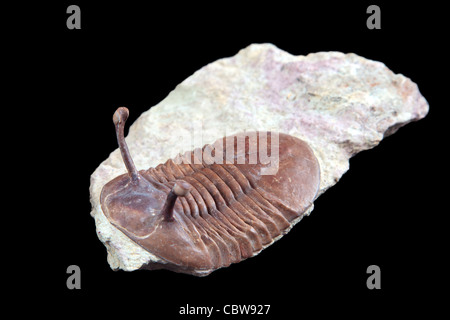 Fossiles de trilobites Banque D'Images