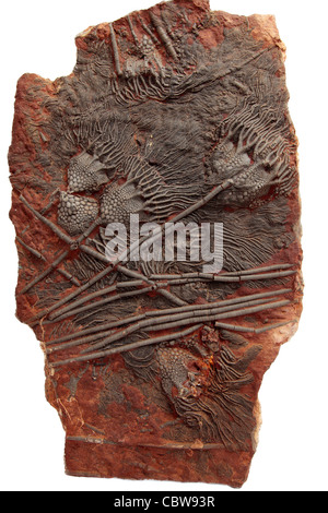 Scyphocrinus elegans, lily mer fossile, crinoïde Banque D'Images