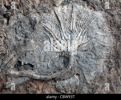 Scyphocrinus elegans, lily mer fossile, crinoïde Banque D'Images