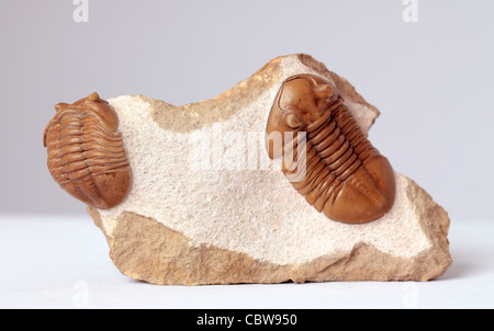 Fossiles de trilobites, Asaphus lepidurus, 450 millions d'années Banque D'Images