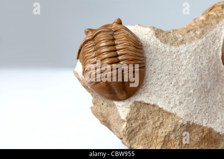 Fossiles de trilobites, Asaphus lepidurus, 450 millions d'années Banque D'Images