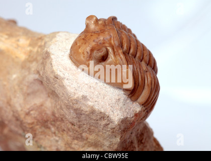 Fossiles de trilobites, Asaphus lepidurus, 450 millions d'années Banque D'Images