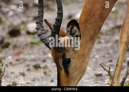 Homme black-faced impala dans le parc national d'Etosha, Namibie. Banque D'Images