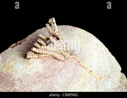 Scyphocrinus elegans, lily mer fossile, crinoïde Banque D'Images