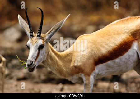 Le springbok (Antidorcas marsupialis féminin) dans le parc national d'Etosha, Namibie Banque D'Images