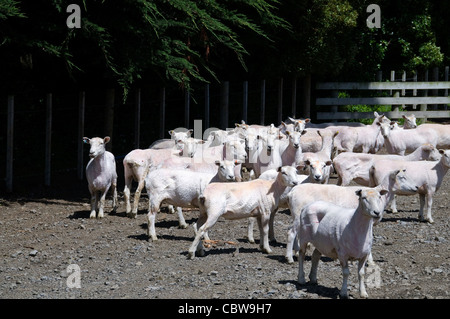 La tonte des moutons fraîchement reste dans un corral à la Nouvelle Zélande Wharekauhau Lodge and country estate. Banque D'Images
