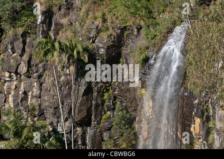 Cascade dans la forêt de palmiers , Mont Tambourin Banque D'Images
