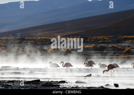 Flamants Roses dans des sources chaudes naturelles dans le Salar de Uyuni, Bolivie Banque D'Images