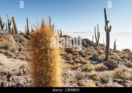 Cactus géants sur l'Île Incahuasi (Isla del Pescado) dans le Salar de Uyuni en Bolivie Banque D'Images