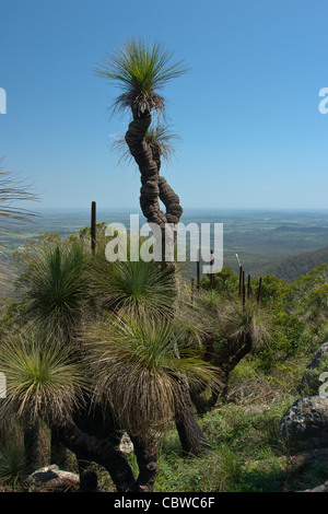 Arbres d'herbes hautes (Xanthorrhoea) dans les montagnes de Bunya Banque D'Images