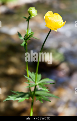 Globe-fleur - Trollius europaeus -, Val d'Aran, Lleida, Espagne Banque D'Images