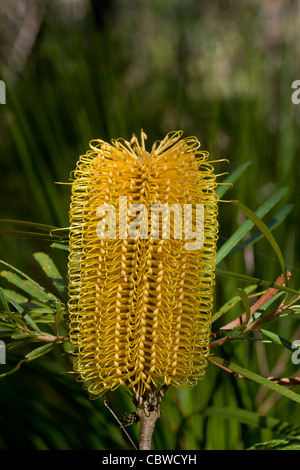 Banksia jaune et or fleur Banque D'Images