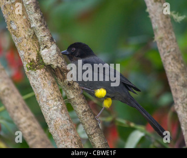 Yellow-thighed Finch (Pselliophorus tibialis), Costa Rica Banque D'Images