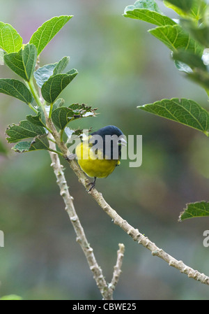 Noir et jaune (soyeux Phainoptila melanoxantha), Costa Rica Banque D'Images