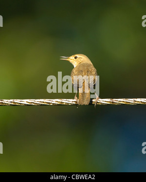 Troglodyte familier (Troglodytes aedon), Costa Rica Banque D'Images