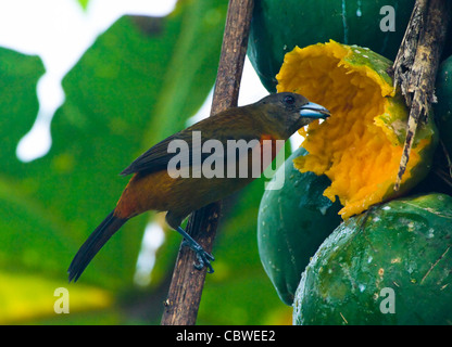 Tangara à croupion rouge (Ramphocelus costaricensis), femme, Costa Rica Banque D'Images