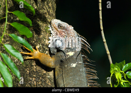 Iguane vert (Iguana iguana), Costa Rica Banque D'Images