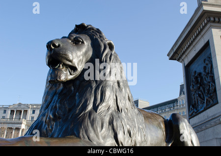 Lion et pied de la Colonne Nelson de Trafalgar Square, London UK Banque D'Images